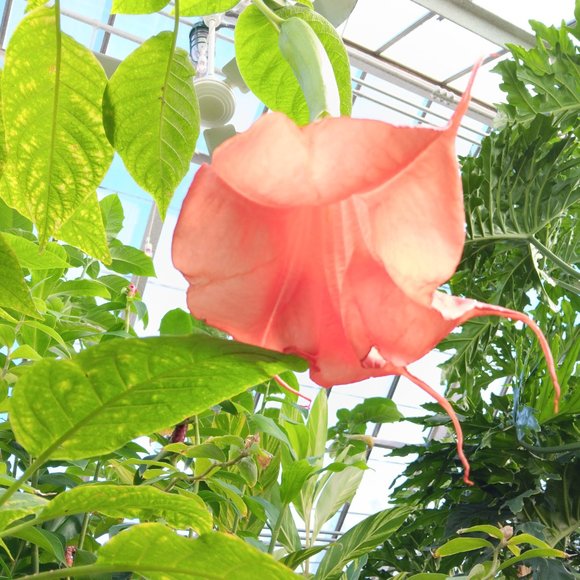 Snatch-able- Every Woman - Picture 5 of 6